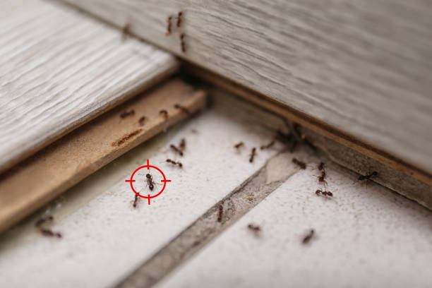Best Flea Control Services  in Landmk, AR