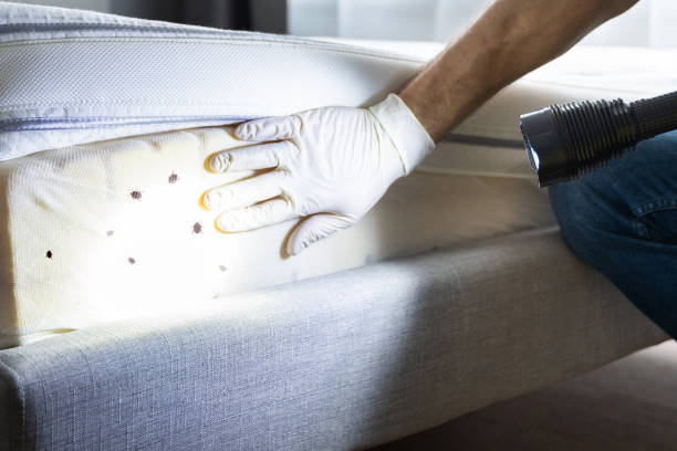 Best Local Pest Control Services  in Landmk, AR